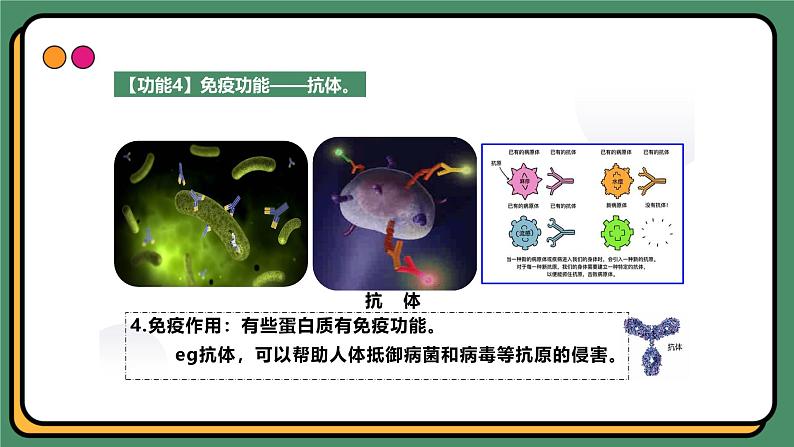 2.4蛋白质是生命活动的主要承担者 课件 高一上学期 人教版（2019）高中生物必修1第7页