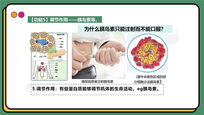 2.4蛋白质是生命活动的主要承担者 课件 高一上学期 人教版（2019）高中生物必修1第8页