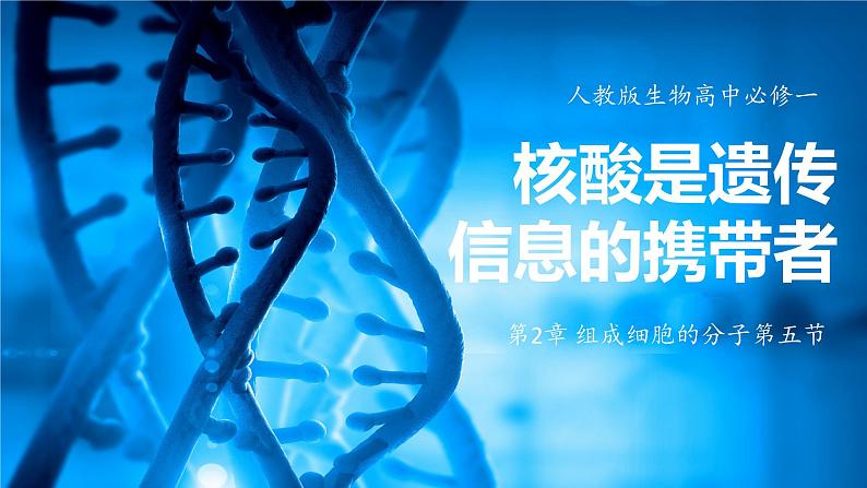 2.5核酸是遗传信息的携带者 教学课件 高一上学期 人教版（2019）高中生物必修1第1页