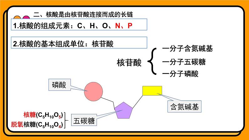 2.5核酸是遗传信息的携带者 课件 高一上学期 人教版（2019）高中生物必修1第7页