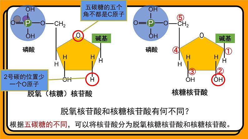 2.5核酸是遗传信息的携带者 课件 高一上学期 人教版（2019）高中生物必修1第8页