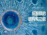 3.1细胞膜的结构和功能 教学课件 高一上学期 人教版（2019）高中生物必修1