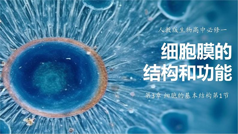 3.1细胞膜的结构和功能 教学课件 高一上学期 人教版（2019）高中生物必修101