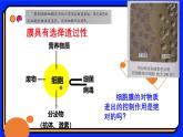 3.1细胞膜的结构和功能 教学课件 高一上学期人教版（2019）高中生物必修1