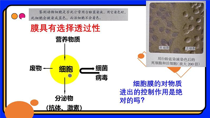 3.1细胞膜的结构和功能 教学课件 高一上学期人教版（2019）高中生物必修105