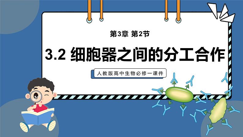 3,2细胞器之间的分工合作 课件 高一上学期 人教版（2019）高中生物必修1第1页