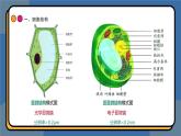 3,2细胞器之间的分工合作 课件 高一上学期 人教版（2019）高中生物必修1