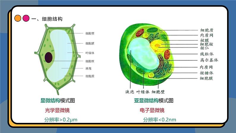 3,2细胞器之间的分工合作 课件 高一上学期 人教版（2019）高中生物必修1第2页