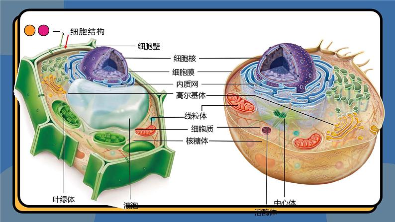 3,2细胞器之间的分工合作 课件 高一上学期 人教版（2019）高中生物必修1第3页