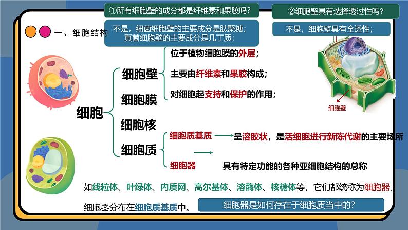 3,2细胞器之间的分工合作 课件 高一上学期 人教版（2019）高中生物必修1第4页