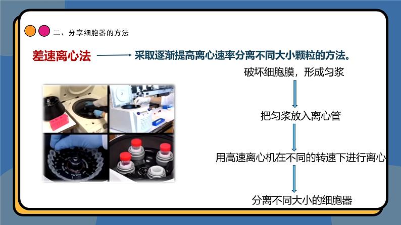 3,2细胞器之间的分工合作 课件 高一上学期 人教版（2019）高中生物必修1第7页