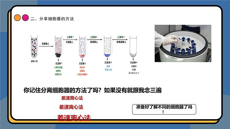 3,2细胞器之间的分工合作 课件 高一上学期 人教版（2019）高中生物必修1第8页