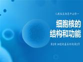 3.3细胞核的结构和功能 课件-2024-2025学年高一上生物人教版（2019）必修1