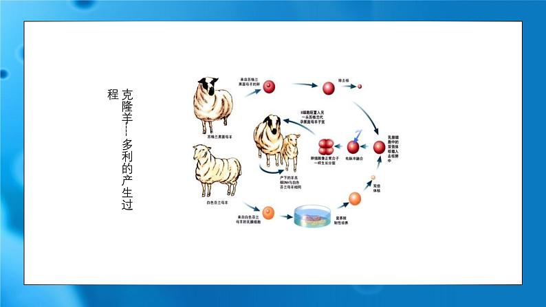 3.3细胞核的结构和功能 课件-2024-2025学年高一上生物人教版（2019）必修1第3页