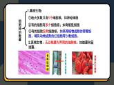 3.3细胞核的结构和功能课件-2024-2025学年高一上生物人教版（2019）必修1