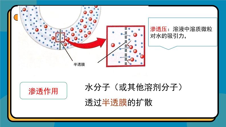 4.1被动运输课件-2024-2025学年高一上生物人教版（2019）必修1第6页