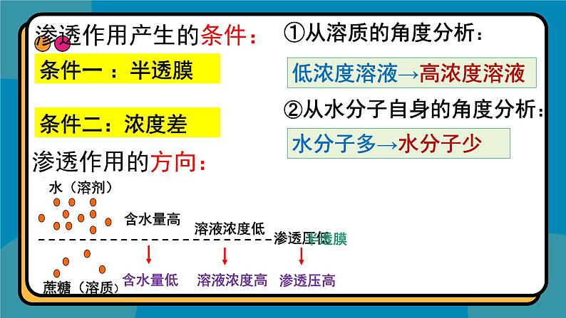 4.1被动运输课件-2024-2025学年高一上生物人教版（2019）必修1第8页