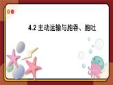 4.2主动运输与胞吞、胞吐课件-2024-2025学年高一上生物人教版（2019）必修1