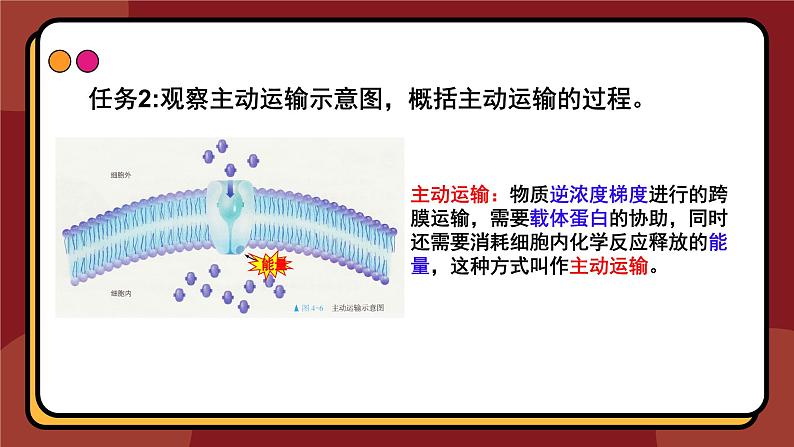 4.2主动运输与胞吞、胞吐课件-2024-2025学年高一上生物人教版（2019）必修1第6页