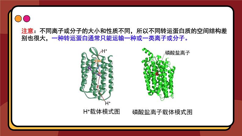 4.2主动运输与胞吞、胞吐课件-2024-2025学年高一上生物人教版（2019）必修1第7页