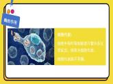 5.1.1酶的作用和本质课件-2024-2025学年高一上生物人教版（2019）必修1
