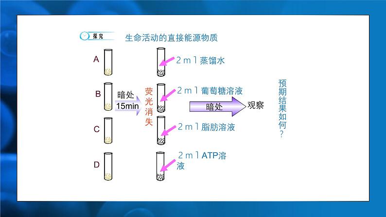 5.2细胞的能量“货币”ATP 课件-2024-2025学年高一上生物人教版（2019）必修1第5页