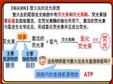 5.2细胞的能量“货币”ATP课件-2024-2025学年高一上生物人教版（2019）必修1