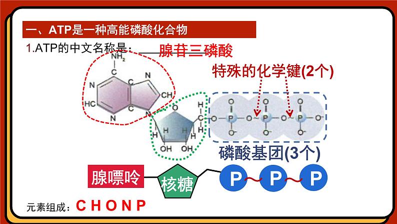 5.2细胞的能量“货币”ATP课件-2024-2025学年高一上生物人教版（2019）必修1第8页