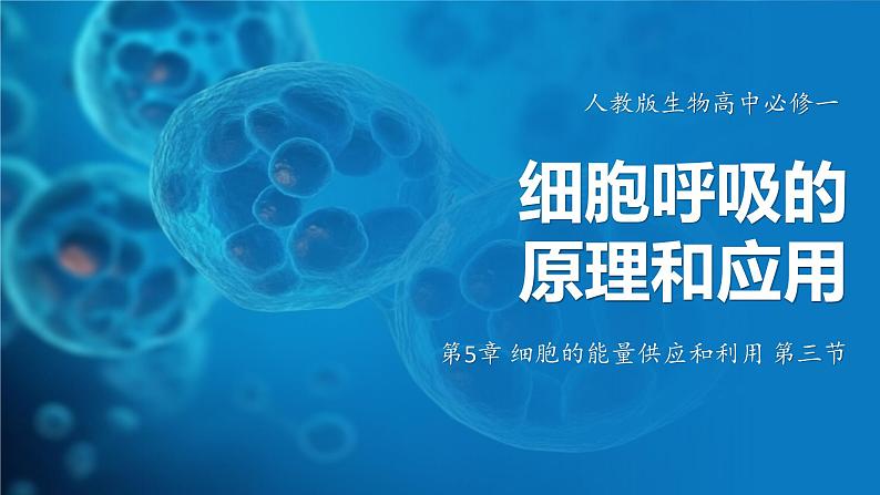 5.3细胞呼吸的原理和应用 课件-2024-2025学年 高一上生物人教版（2019）必修1第1页