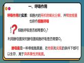 5.3细胞呼吸的原理和应用 课件-2024-2025学年高一上生物人教版（2019）必修1