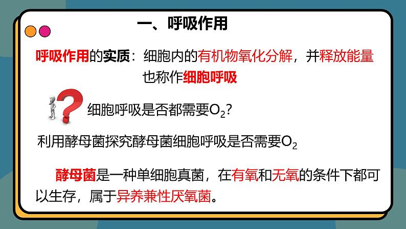 5.3细胞呼吸的原理和应用 课件-2024-2025学年高一上生物人教版（2019）必修104