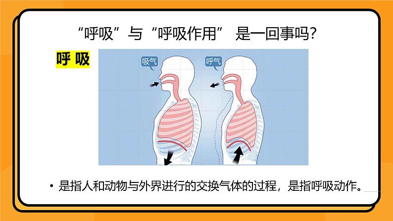 5.3细胞呼吸的原理和应用课件-2024-2025学年高一上生物人教版（2019）必修102