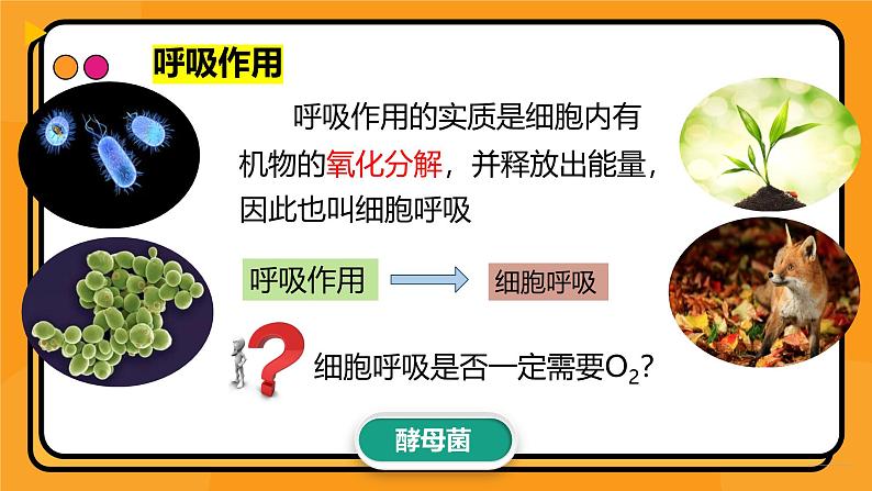 5.3细胞呼吸的原理和应用课件-2024-2025学年高一上生物人教版（2019）必修103