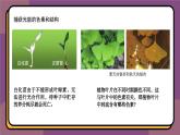 5.4.1捕获光能的色素和结构 教学课件 高一上学期 人教版（2019）高中生物必修1