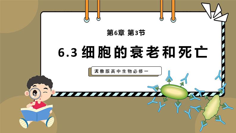 6.3细胞的衰老和死亡 教学课件 高一上学期 人教版（2019）高中生物必修1第1页