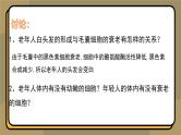 6.3细胞的衰老和死亡 教学课件 高一上学期 人教版（2019）高中生物必修1