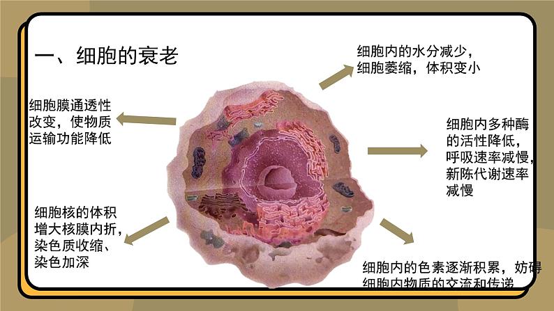 6.3细胞的衰老和死亡 教学课件 高一上学期 人教版（2019）高中生物必修1第8页