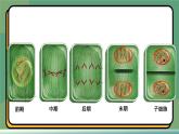 6.1细胞的增殖 第2课时 教学课件 高一上学期 人教版（2019）高中生物必修1