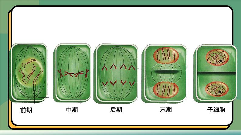 6.1细胞的增殖 第2课时 教学课件 高一上学期 人教版（2019）高中生物必修1第3页