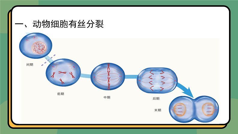 6.1细胞的增殖 第2课时 教学课件 高一上学期 人教版（2019）高中生物必修1第5页