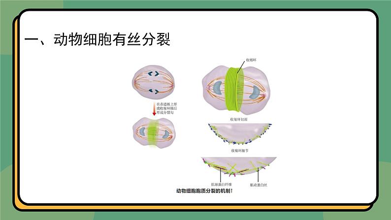 6.1细胞的增殖 第2课时 教学课件 高一上学期 人教版（2019）高中生物必修1第7页