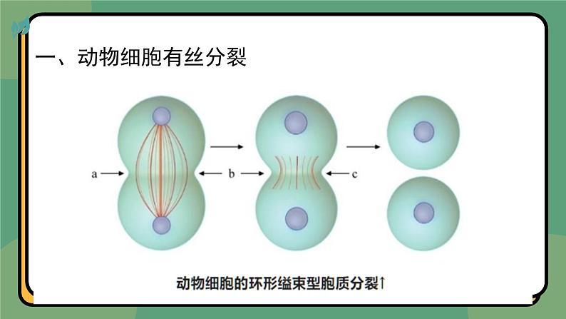 6.1细胞的增殖 第2课时 教学课件 高一上学期 人教版（2019）高中生物必修1第8页