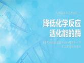 5.1降低化学反应活化能的酶 第2课时课件-2024-2025学年高一上生物人教版（2019）必修1