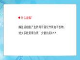 5.1降低化学反应活化能的酶 第2课时课件-2024-2025学年高一上生物人教版（2019）必修1