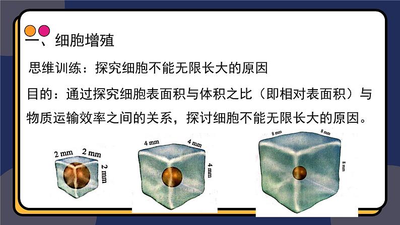 6.1细胞增殖 第1课时 教学课件 高一上学期 人教版（2019）高中生物必修106