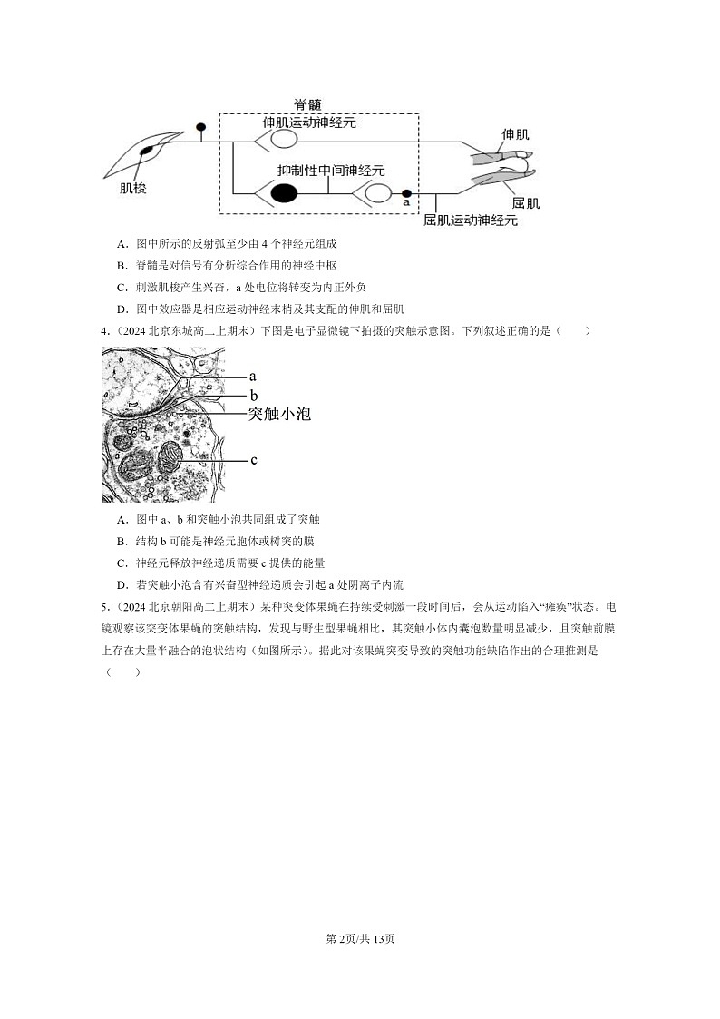 [生物]2024北京重点校高二上学期期末生物真题分类汇编：神经冲动的产生和传导02