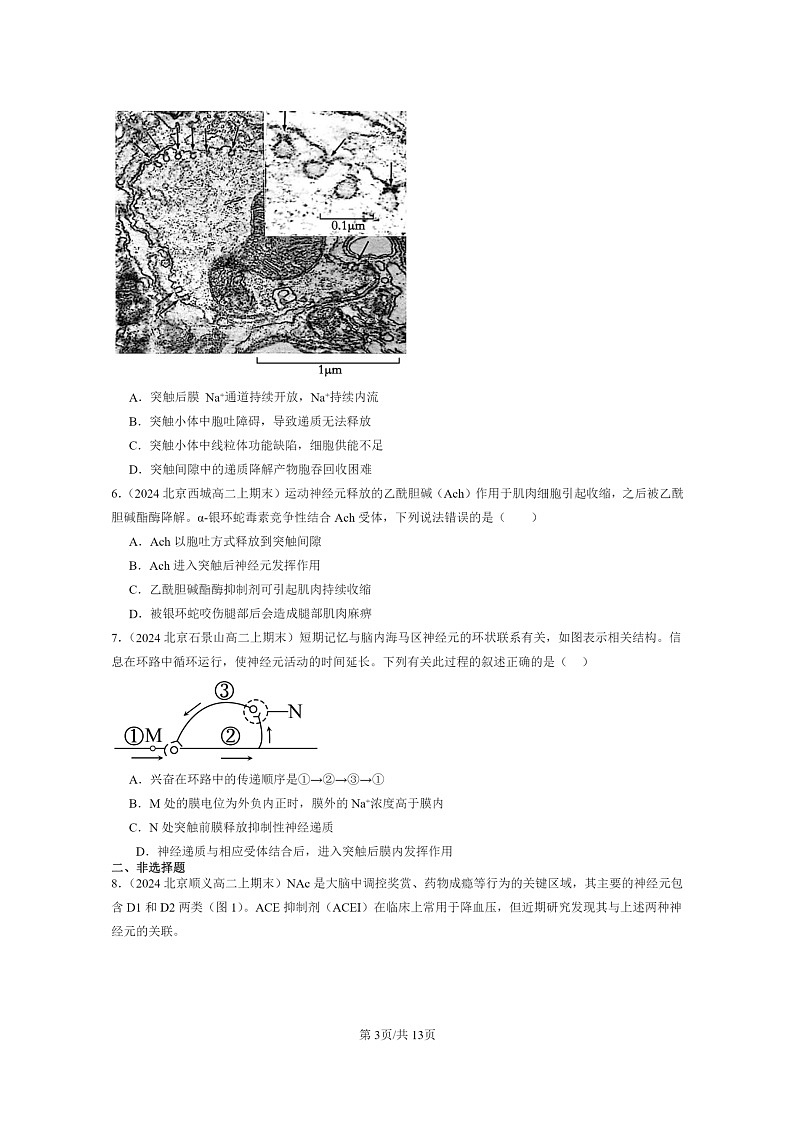 [生物]2024北京重点校高二上学期期末生物真题分类汇编：神经冲动的产生和传导03