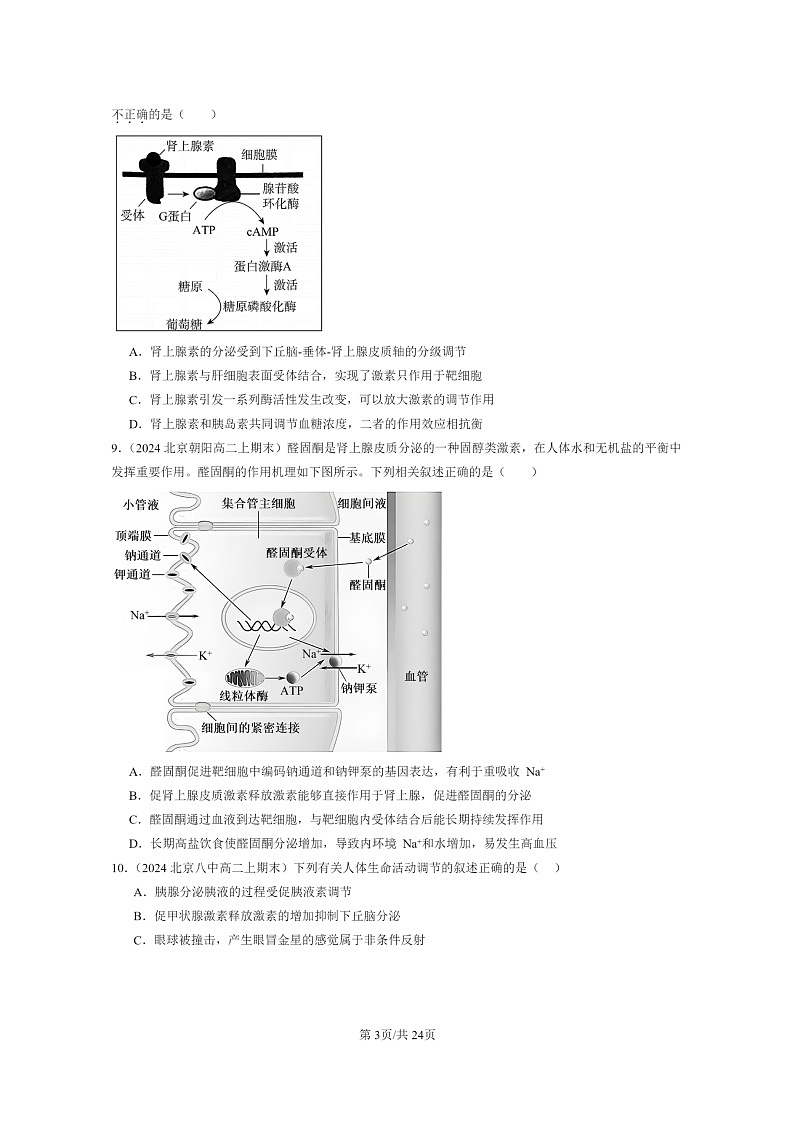 [生物]2024北京重点校高二上学期期末生物真题分类汇编：体液调节与神经调节的关系03