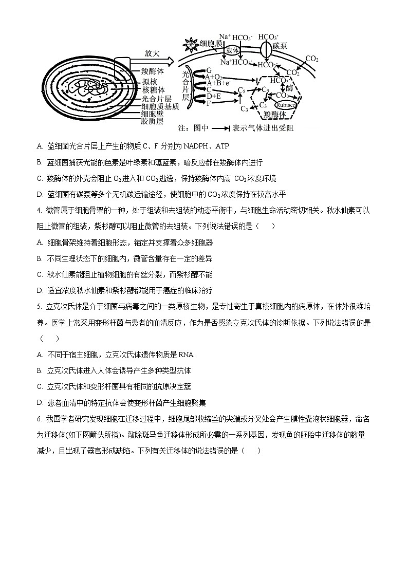 江苏省泰州市2023-2024学年高二下学期6月期末考试生物试卷（Word版附解析）02