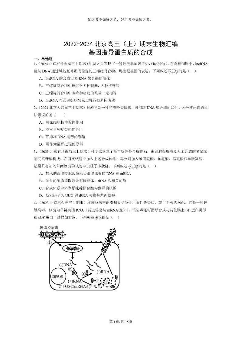[生物]2022～2024北京高三上学期期末生物真题分类汇编：基因指导蛋白质的合成01